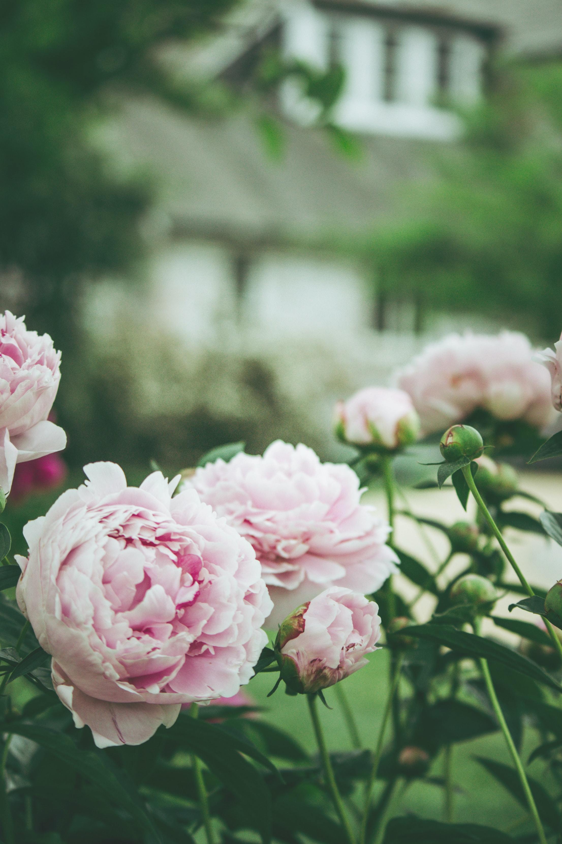 feng shui outdoor plants