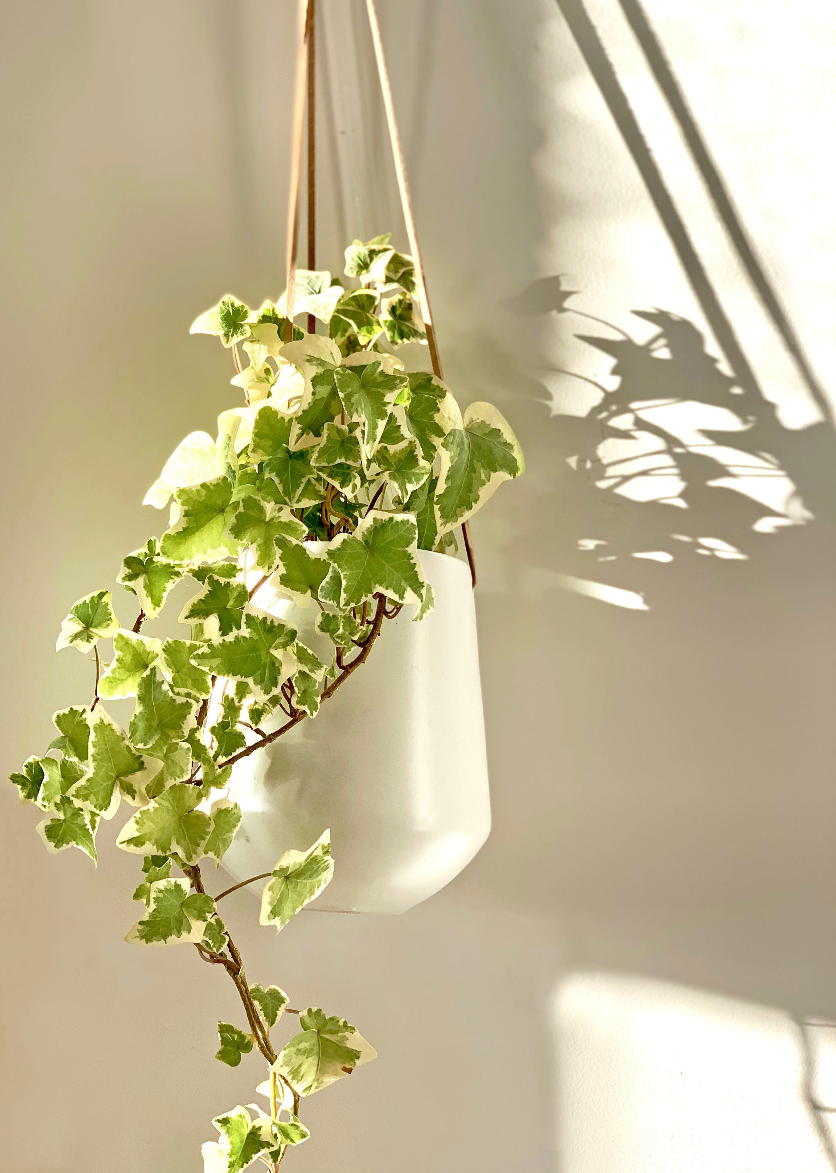 Start Your New Year with Best Houseplants for Clean Air 3