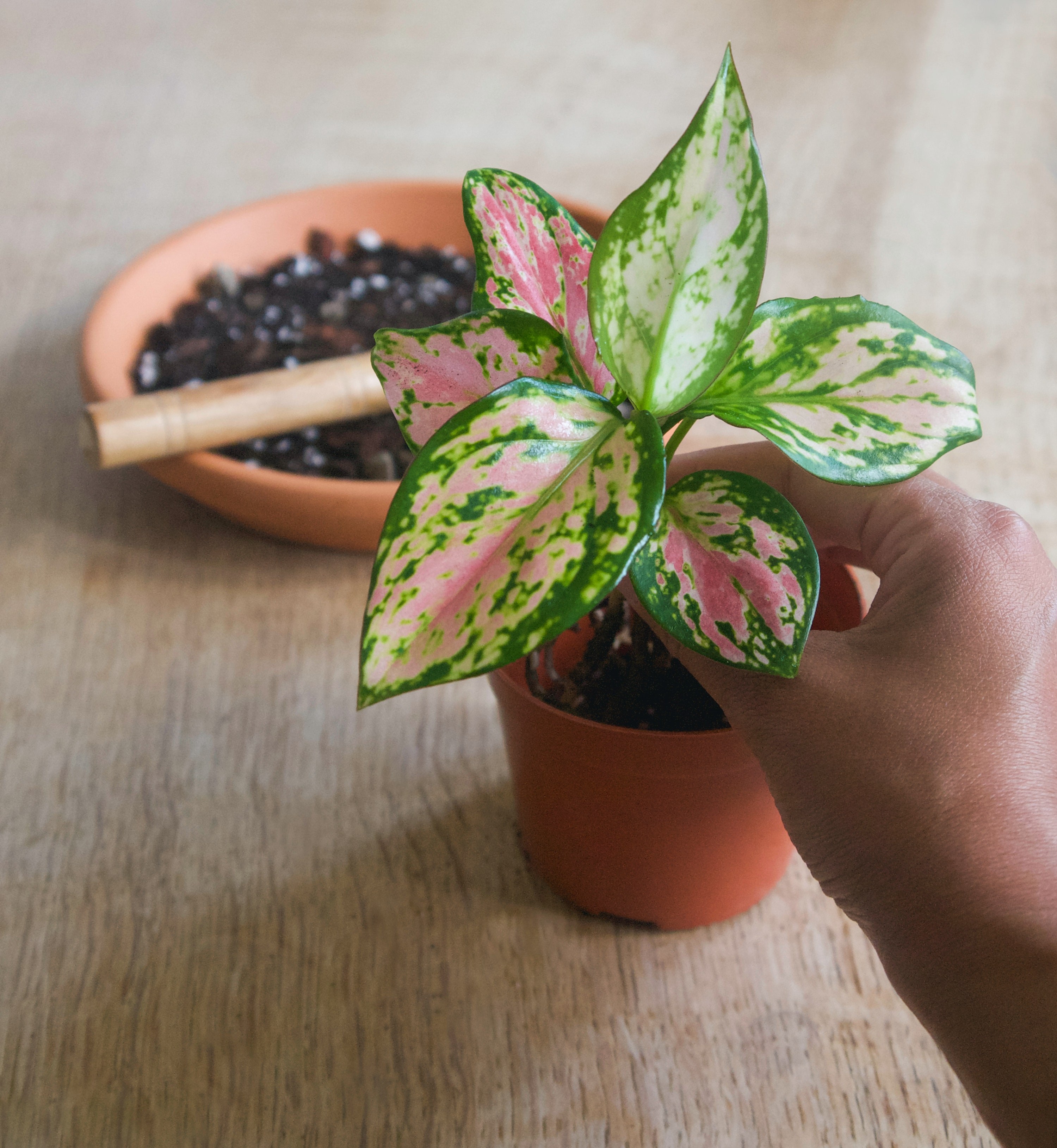 Start Your New Year with Best Houseplants for Clean Air 4