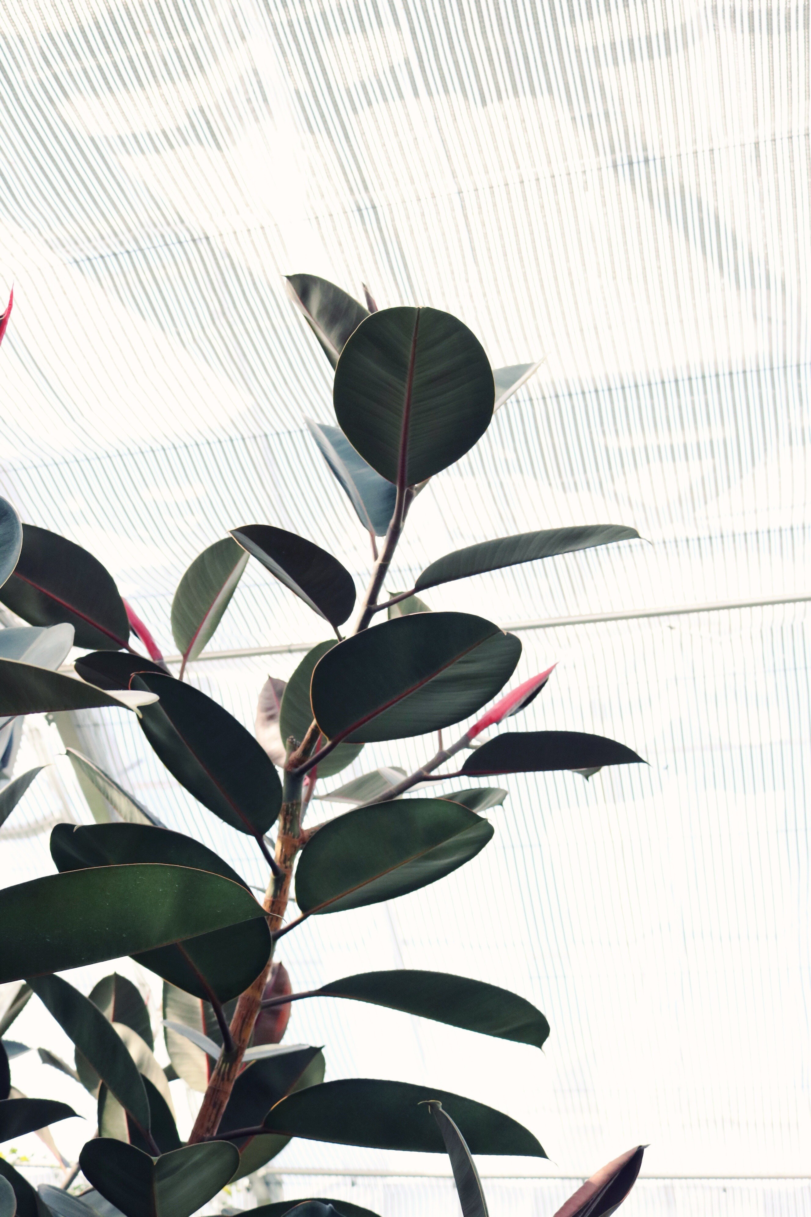 Start Your New Year with Best Houseplants for Clean Air 5